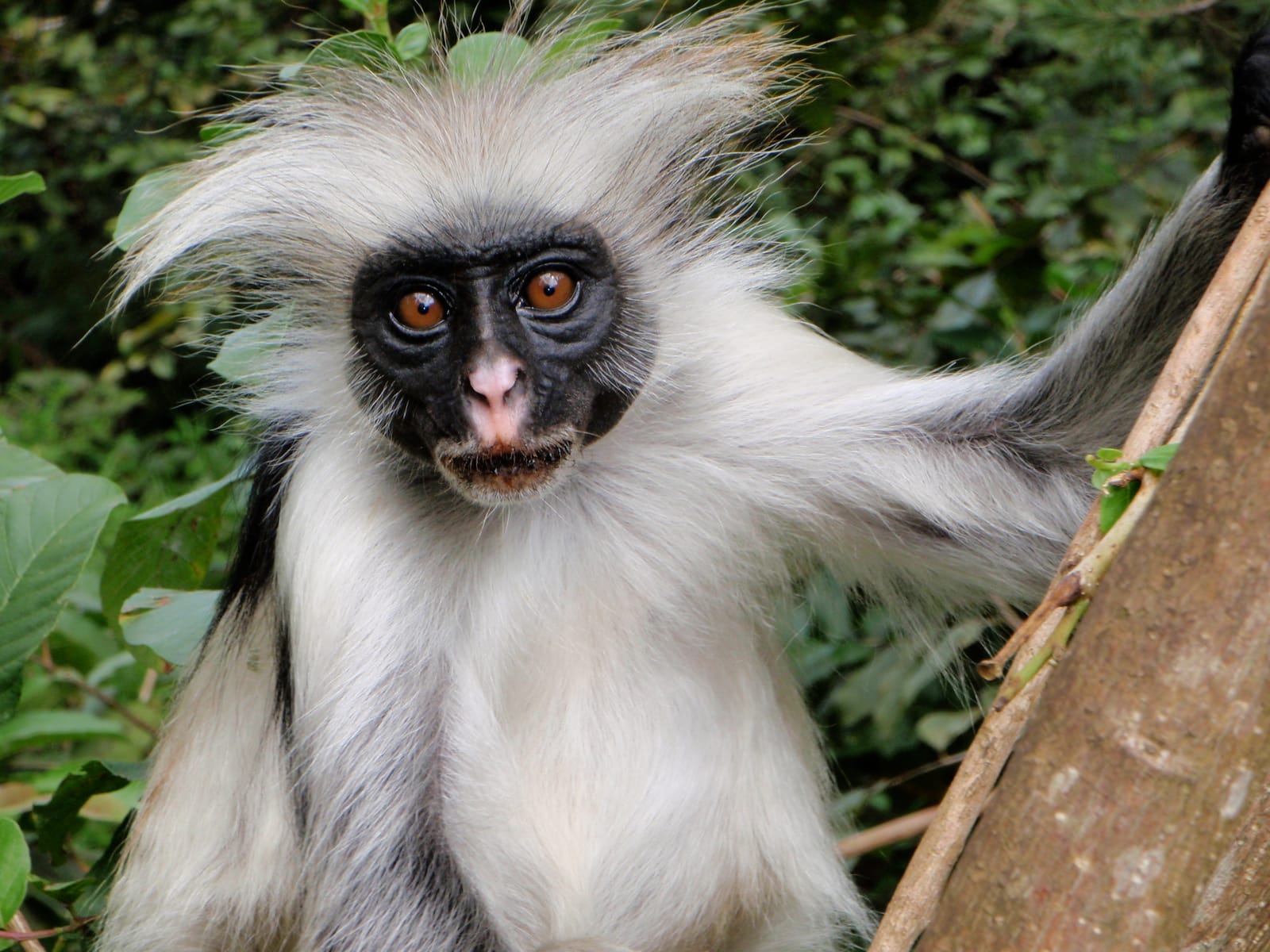 A Zanzibar red colobus monkey in the trees at Jozani Forest