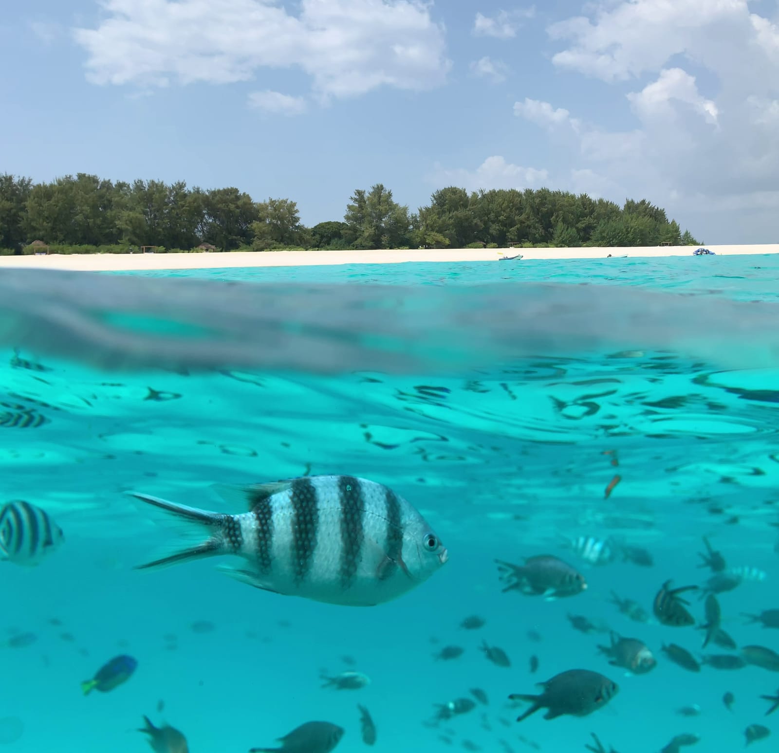 Shoals of reef fish over coral in the clear water of Mnemba Atoll