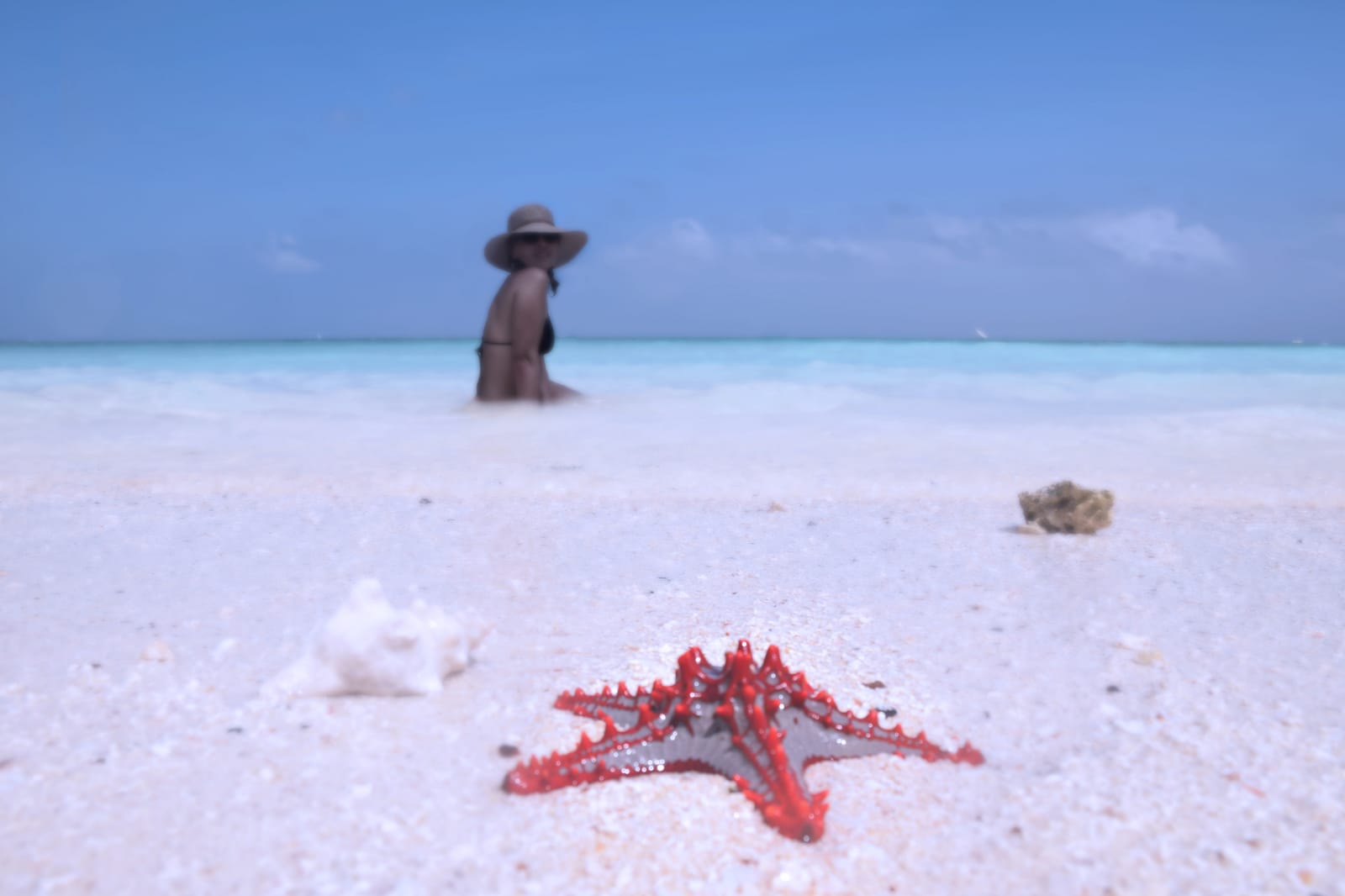 Red starfish in shallow water beside a white sandbank near Stone Town, Zanzibar
