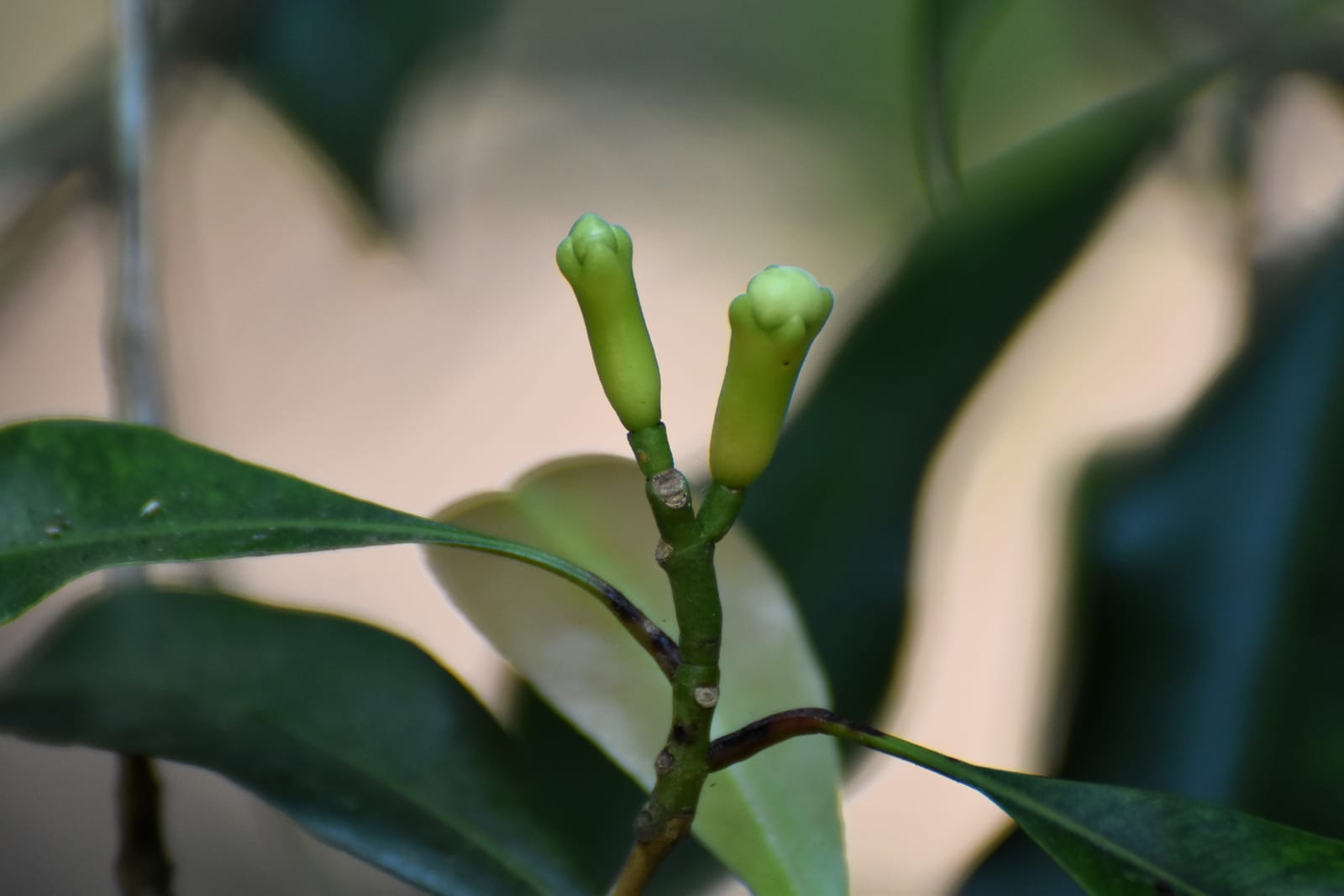 Clove buds ripening on a spice tree at a Zanzibar plantation