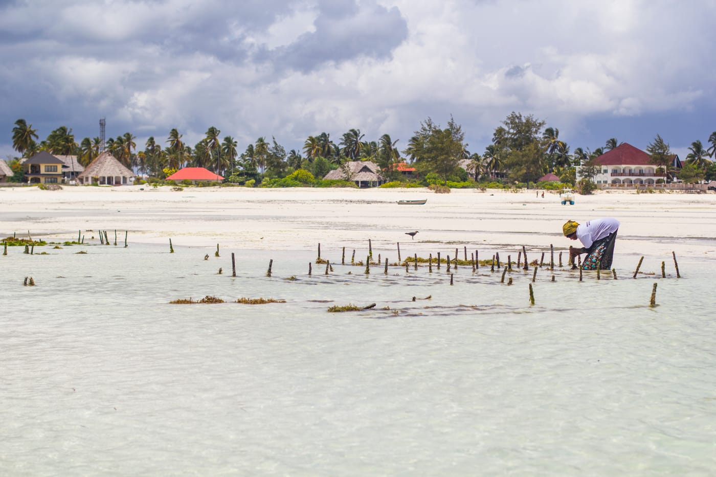 Seaweed farms on the shallow flats of Zanzibar's east coast