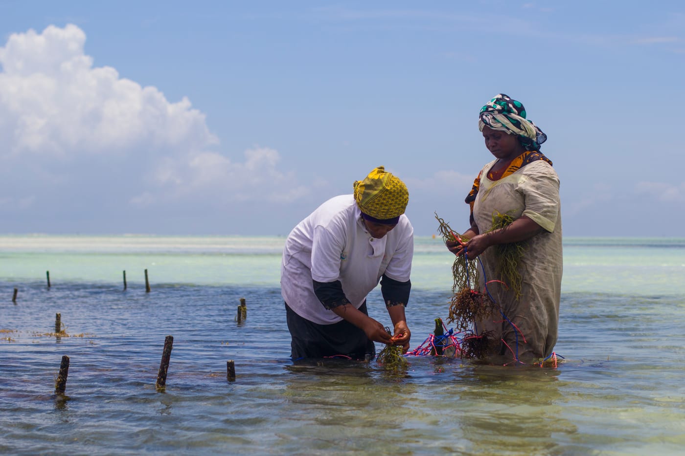 Seaweed farms and village houses along the shoreline at Jambiani, Zanzibar