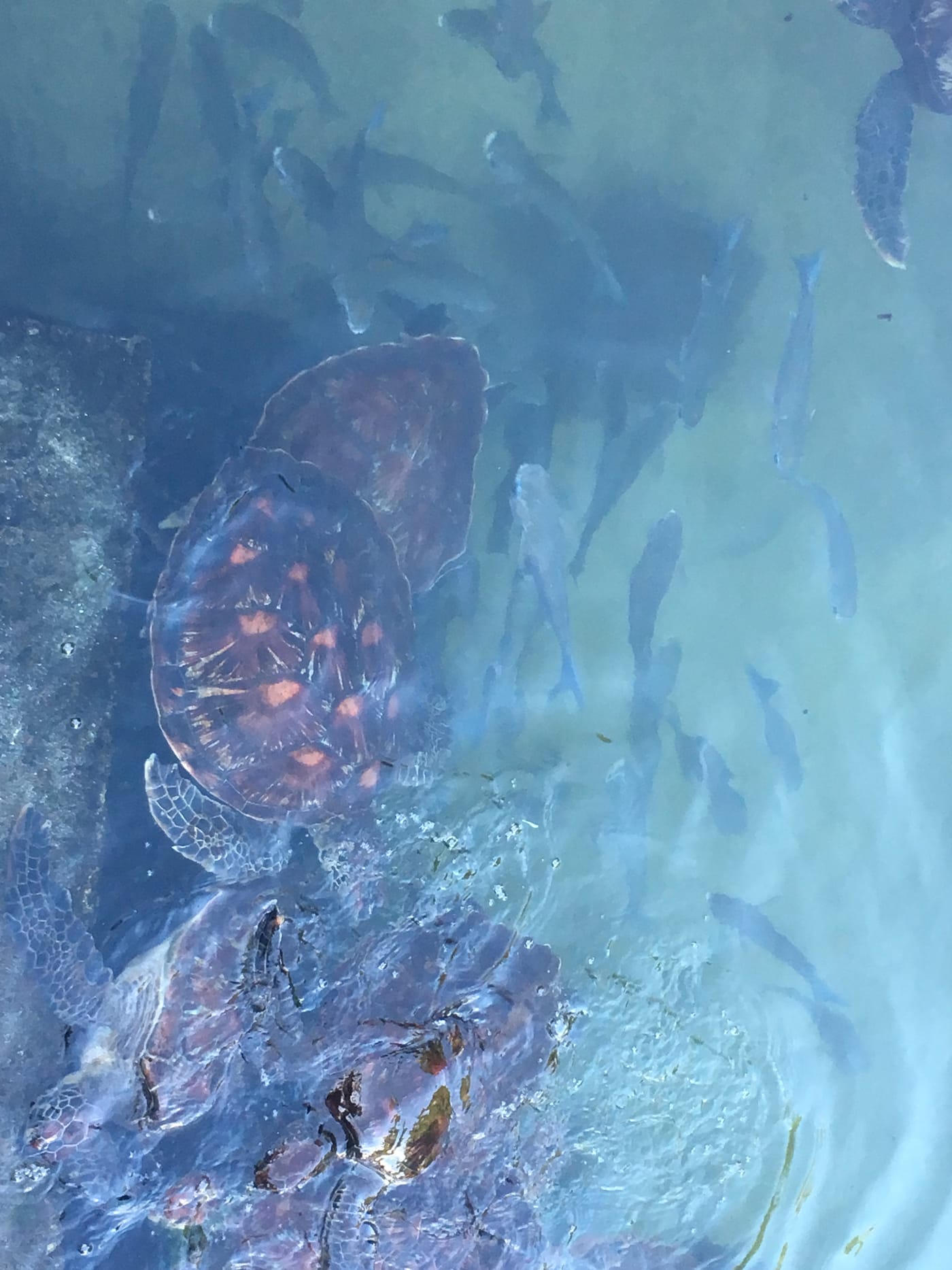 A green sea turtle swimming in a natural tidal pool at Nungwi