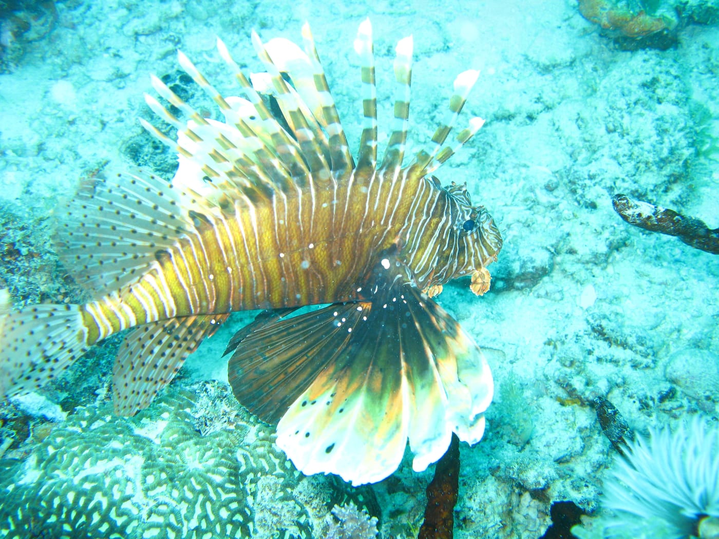 A blue-spotted ribbontail ray on the reef at Mnemba Atoll