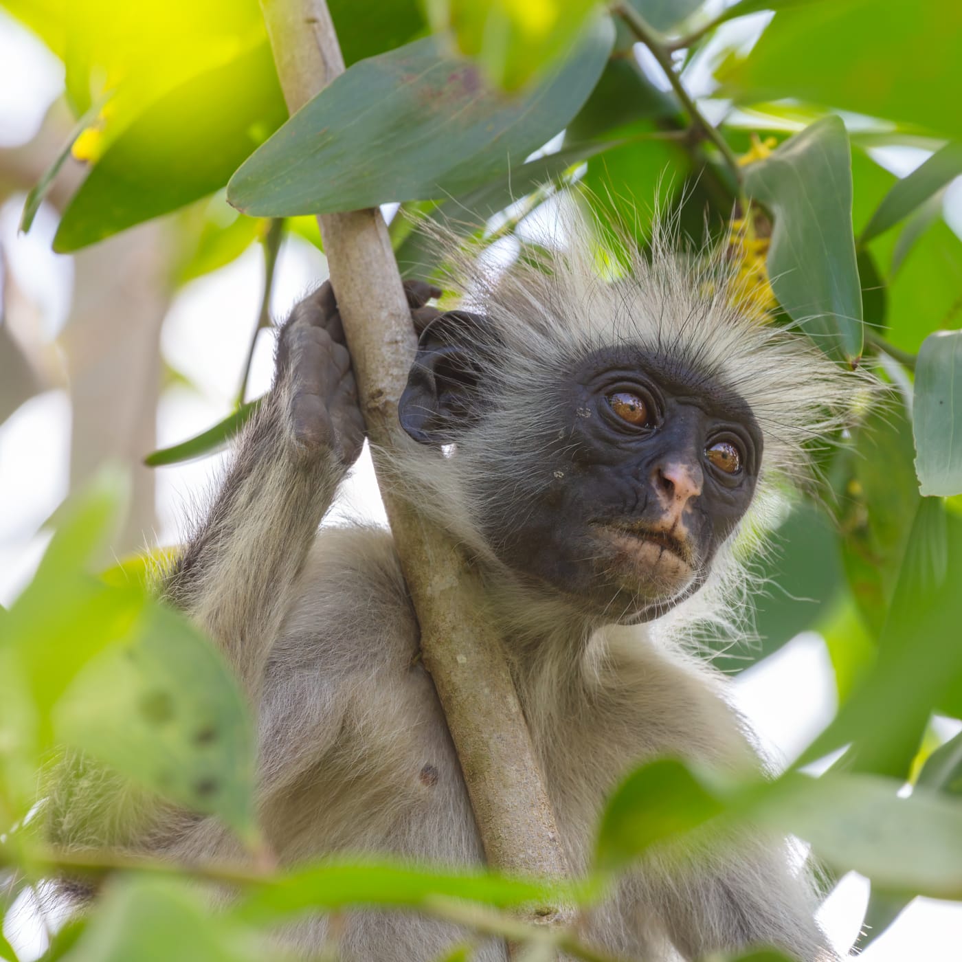 A Zanzibar red colobus monkey in the canopy at Jozani Forest