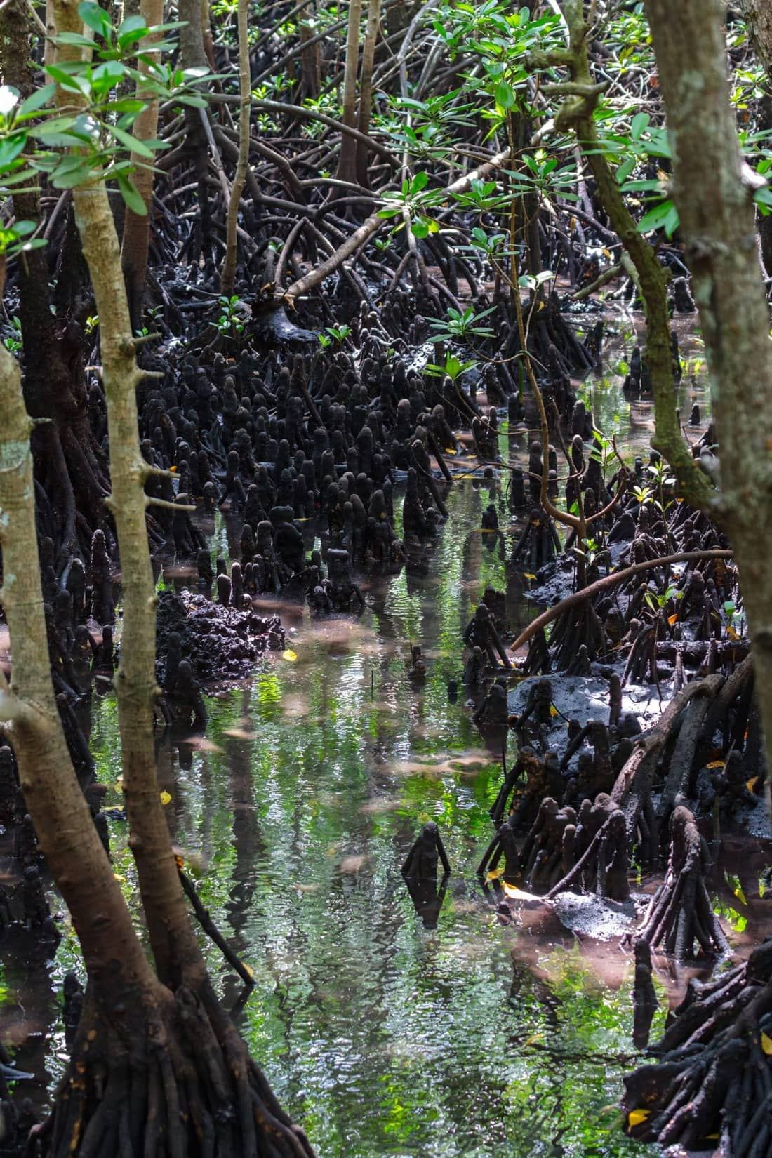 Mangrove roots along the boardwalk in Jozani Chwaka Bay National Park