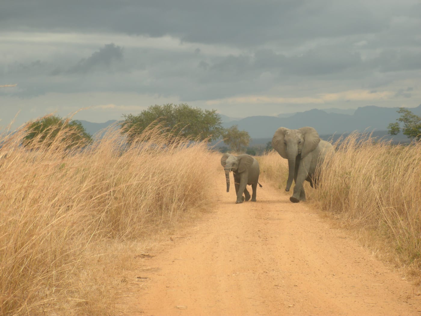 Elephants crossing the road in Mikumi National Park, Tanzania