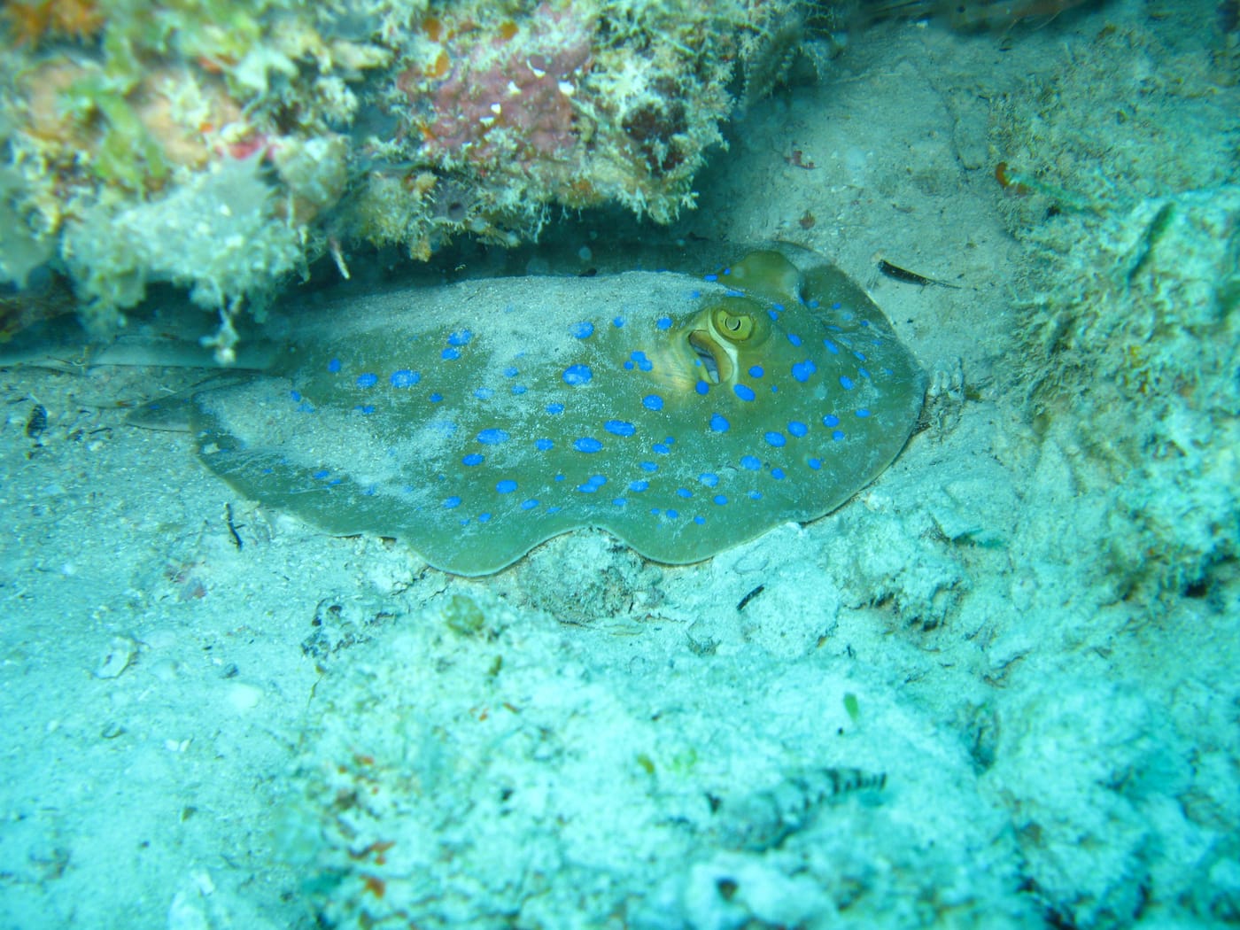 Shoals of tropical fish in clear turquoise water at Mnemba Atoll