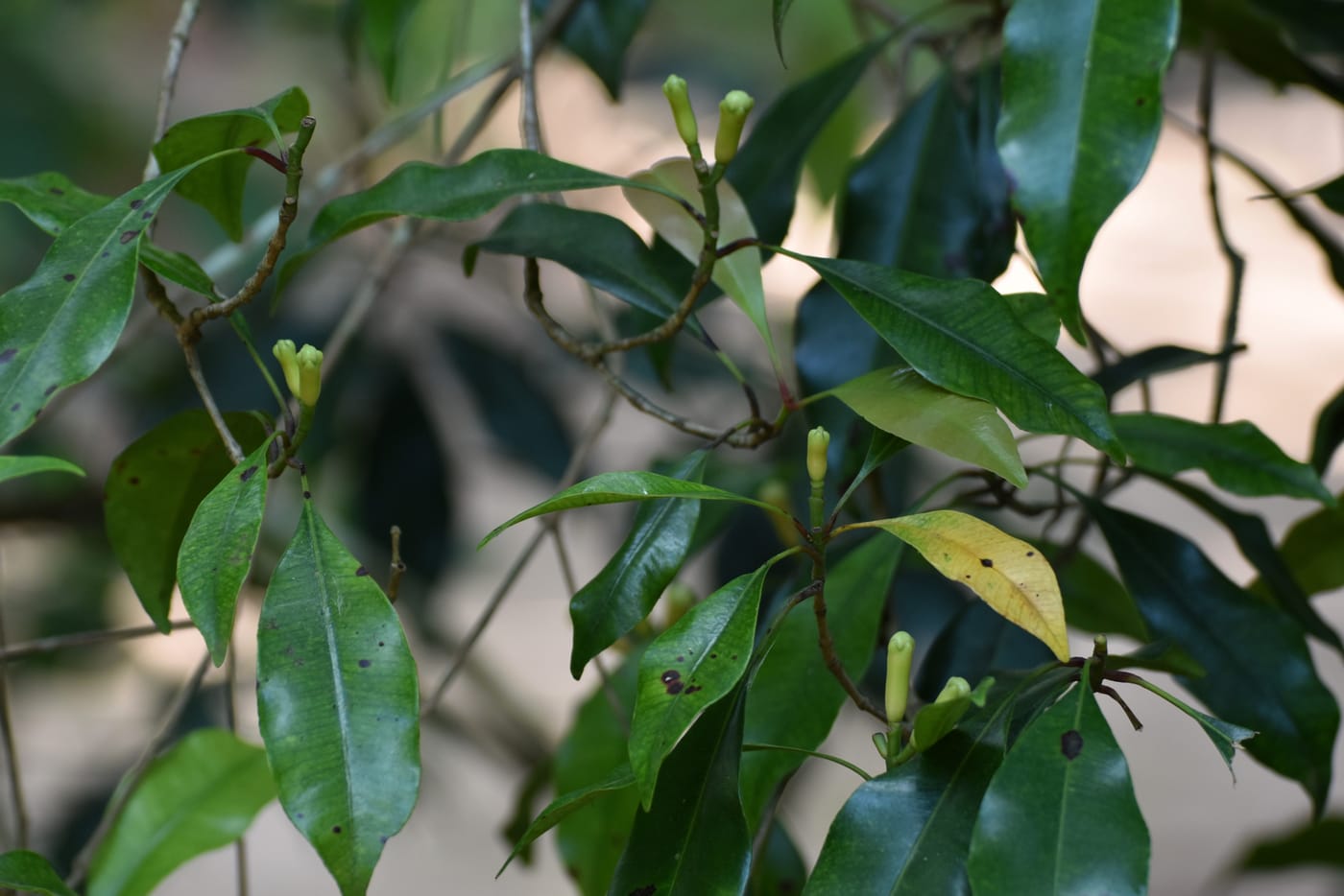 Clove buds growing on a spice tree in Zanzibar