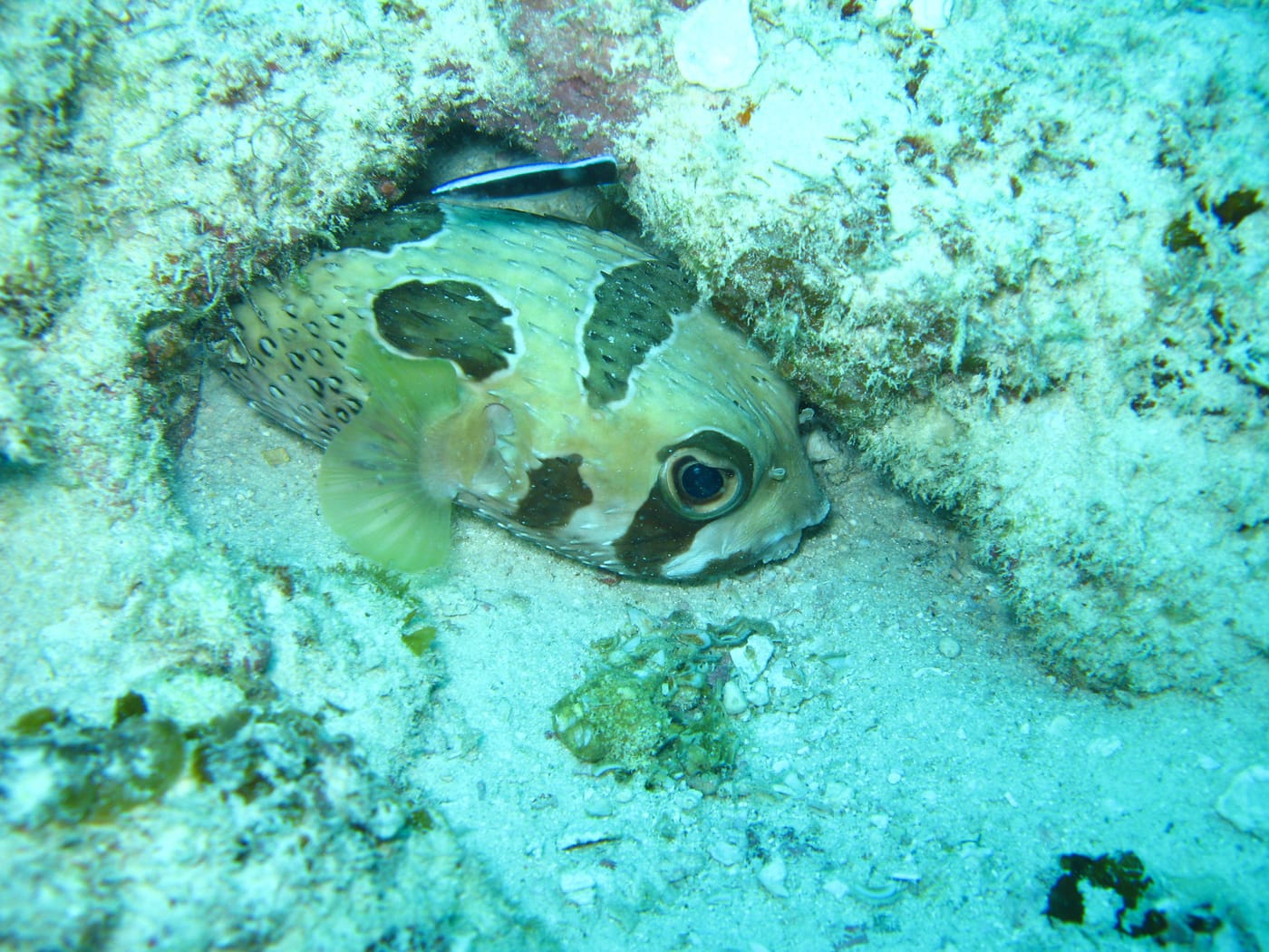 Coral reef and reef fish in the clear water off Tumbatu Island